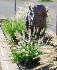 Little Buffalo at Main and Buffalo